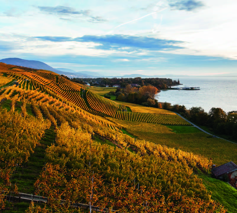 Guide pour les Caves Ouvertes Neuchâteloises 2024: découvrez les dégustations, visites de caves et bien plus!